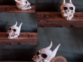 Miniature devil skull. Miniature monster skull